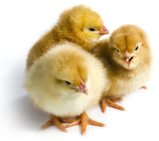 chikens