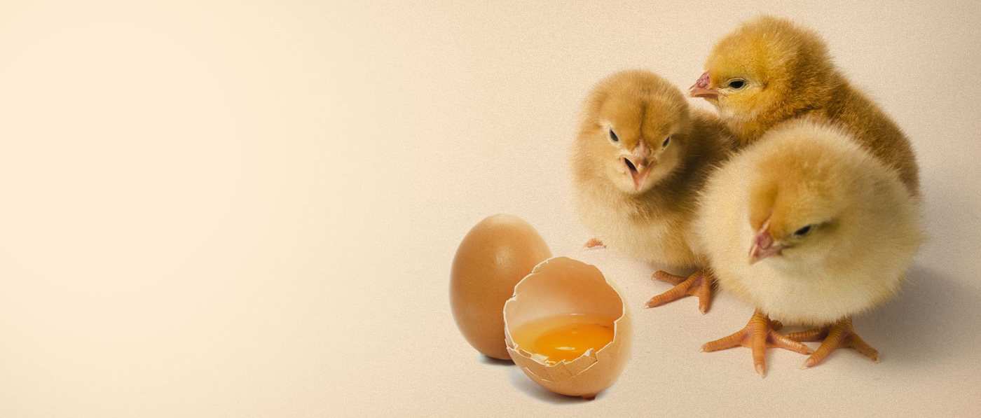 Fresh Eggs for YouEVERYDAY!
